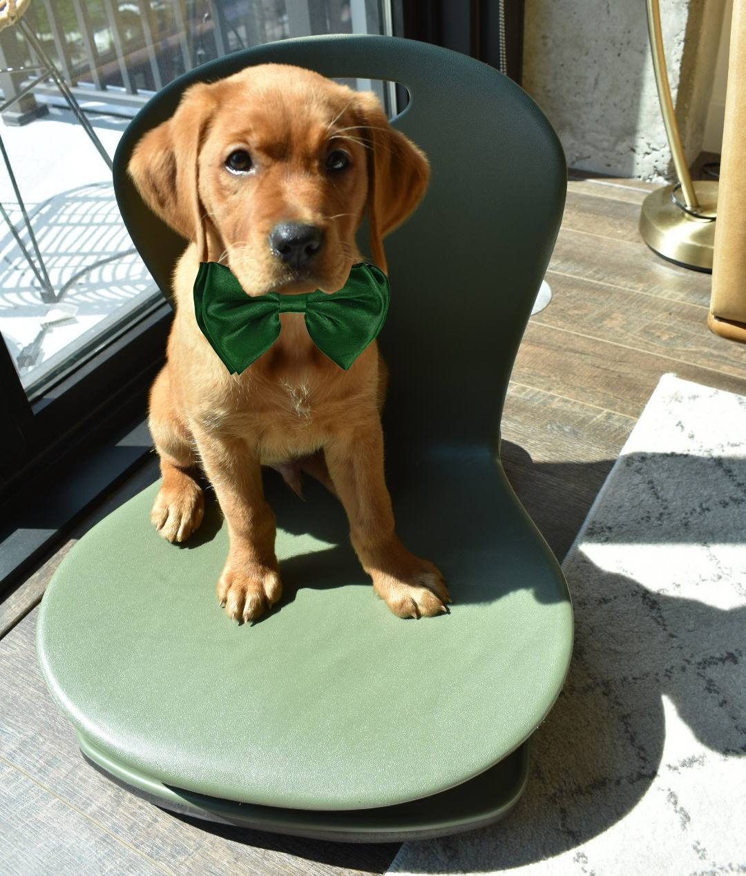 Finley christmas bow Dog with green bowtie on floor rocker