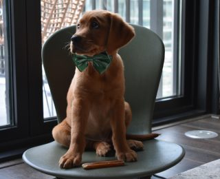 Dog with green bowtie on floor rocker